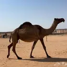 لقحه صفرا