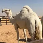 بكار كفو تماميات حقايق