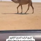 للبيع البكره لقيه يوجد ذود صفر العدد38