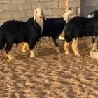 طليان نجد فااخره
