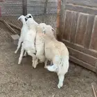 خرفين ورخلين فل الفل حريات