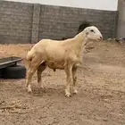 مشروع فحل رفيدي