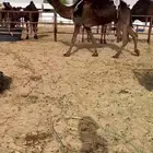 ضروبه كفو