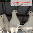 أصحاب المشاريع حمام فرنسي سوبر جامبو شبب للبيع