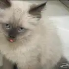 قط ذكر هملايا