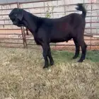 تيس شامي فاخر