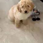 بودل