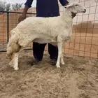 مطلوب حريات
