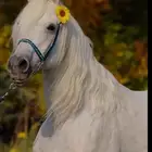 تدريب ركوب خيل