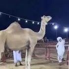 ابل انياق جمال ناقه ساحليه بعير ساحلي ذاهب مفقودها غاديه