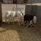 طليان شحم للبيع