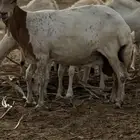 نعجة