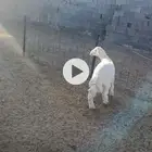 خروف حري (. تم البيع )