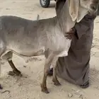 خروف سواكني سوكني درماني صنف مشروع فحل
