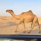 بكر عشرا جذعه كفو تنصفط للقناي