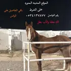 مهره انتاج للبيع