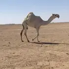 بكره رمانيه