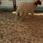 خروف جذع نعيمي بلدي