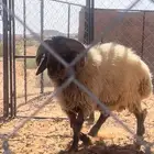 خروف فحل