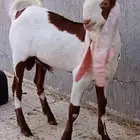 تيس حجازي