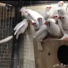 زيبرا ابيض دمعه 5 ازواج