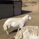 خروف للبيع فحل السن سديس شرط من الاضراب والنطح والمرض