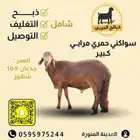 طليان سواكن ذبائح ( للحفلات والمناسبات والثلاجات )
