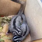 زوج شوقر قلايدر منتج