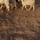جفار مشاريك مطورات
