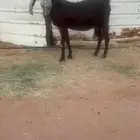 عنز مشرووكه قبرصي فااخر