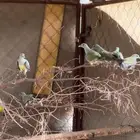 حمام الفاكهه
