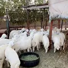 خرفان وطليان حريات الطايف جميع المقاسات