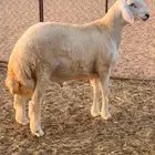 هريد صنف للبيع(تم البيع)