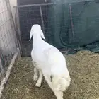 للبيع خروف حري طيب سمين سليم شرط