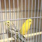 طيور زينه بادجي