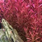 نباتات مائية وشرمب