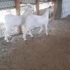 تيس