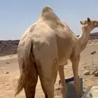 جمل