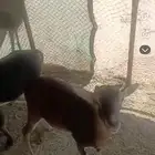 للبيع غنم أفريقي مواصفات غزال