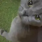 تبني