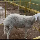 طلي حري 10 شهور