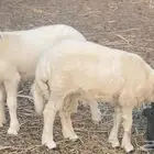 خروفين للبيع
