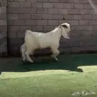 تيس ابيض مشروك طيب