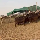 معزا قبرصيات طيبه(( تم البيع))