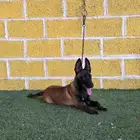 انثى مالينو شربوني عمرها ثلاث شهور دم فوق الحار بشويه