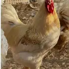 عدد 200 ديك لوهمان