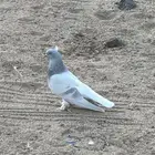 جوزين تركي حلبي معقده ( تم البيع )
