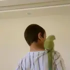بغبغا الدره