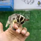سنجاب شوقر قلايدر (السنجاب الطائر)