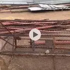 شبوك مع مرابيع هنقر الهل الحلال و2 شبك دجاج